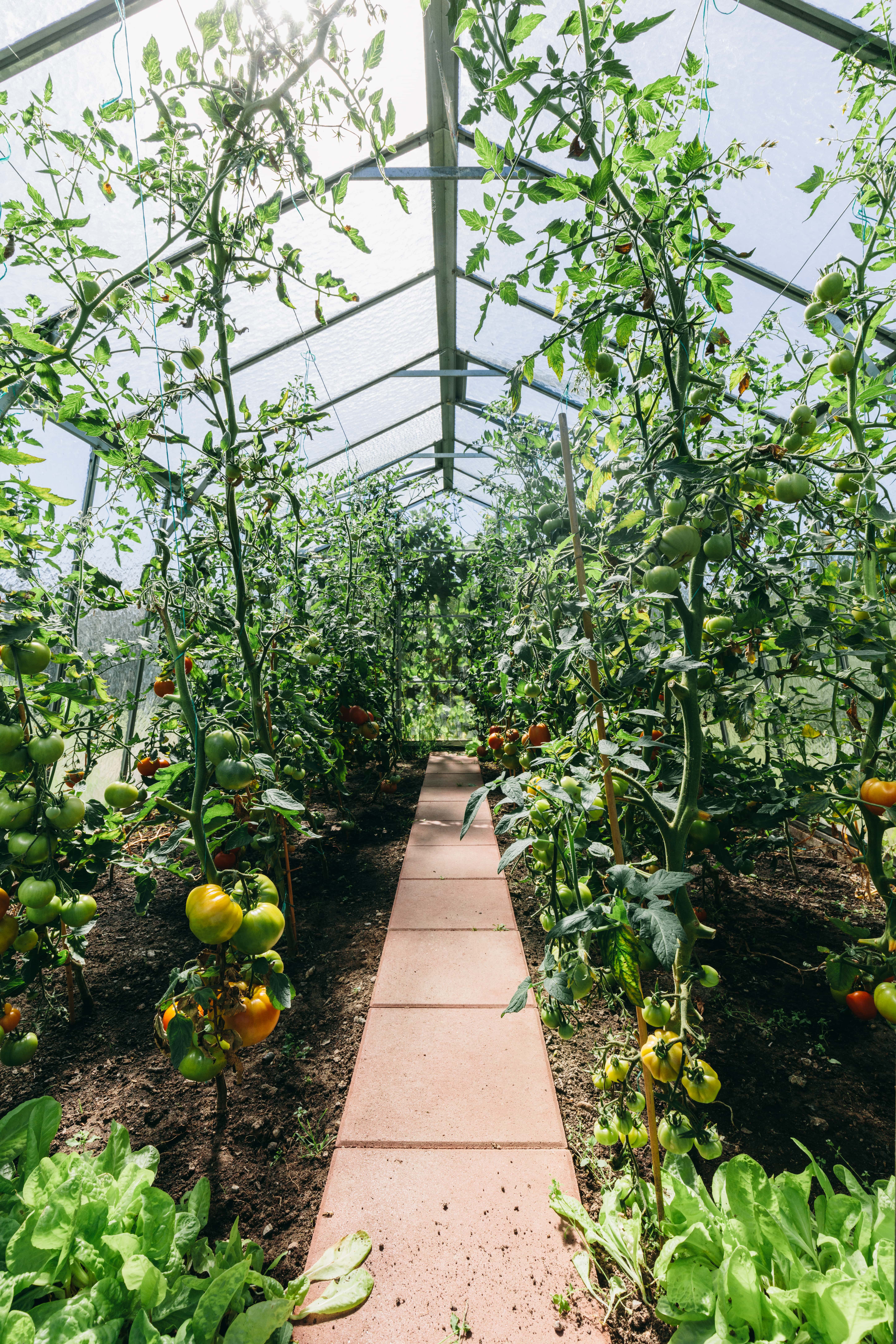 Vegetable Garden Programs & Management